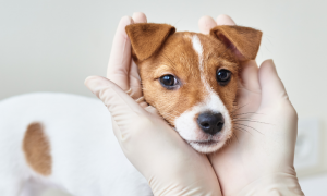 La toux du chenil chez le chien : causes, symptômes, traitement et prévention