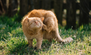 Allergie aux piqûres de puce chez le chat : comprendre, reconnaître et traiter la DAPP
