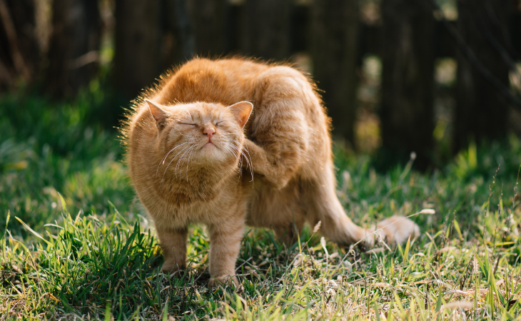 Allergie aux piqûres de puce chez le chat : comprendre, reconnaître et traiter la DAPP