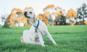 Allergie aux piqûres de puce chez le chien : comprendre, reconnaître et traiter efficacement