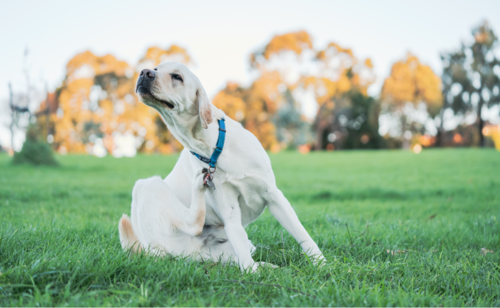 Allergie aux piqûres de puce chez le chien : comprendre, reconnaître et traiter efficacement