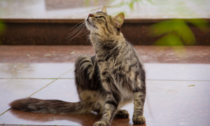 Démangeaisons chez le chat : causes, symptômes et solutions pour soulager votre compagnon