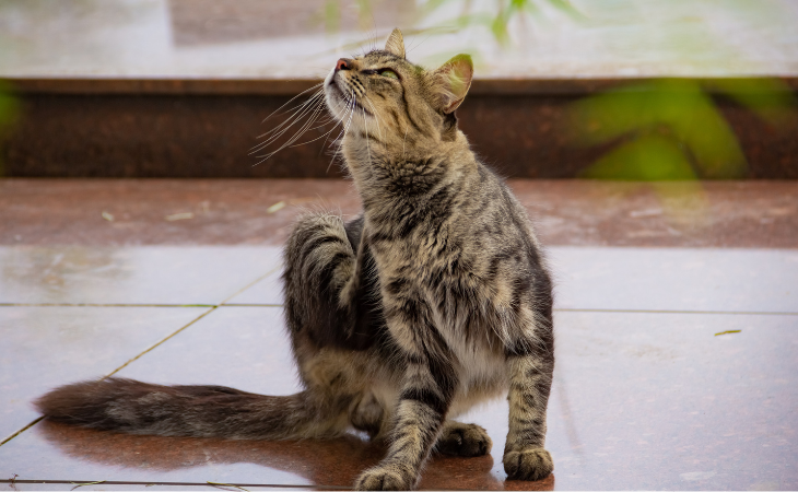 Démangeaisons chez le chat : causes, symptômes et solutions pour soulager votre compagnon