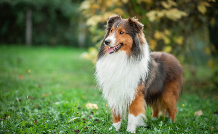 Comprendre le diabète chez le chien