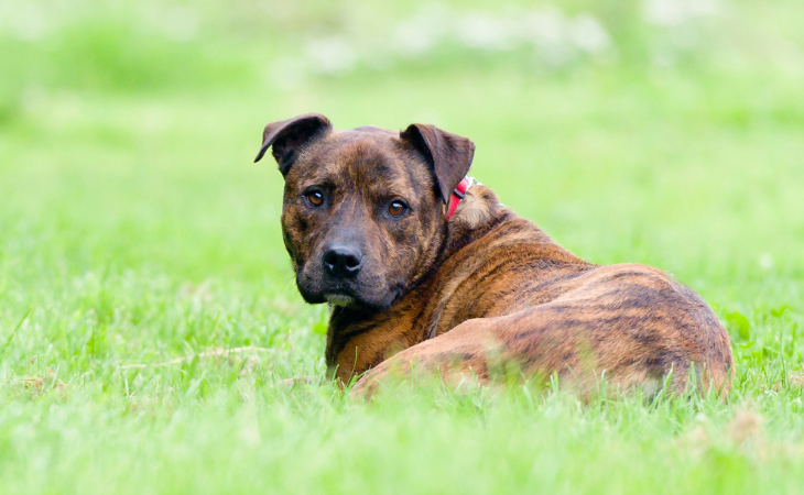 Staffordshire Bull Terrier allongé dans l'herbe.