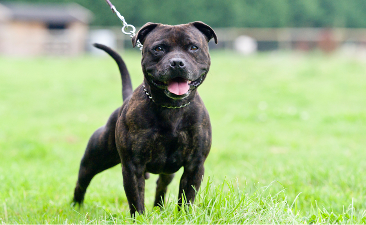 Staffordshire Bull Terrier bringé.