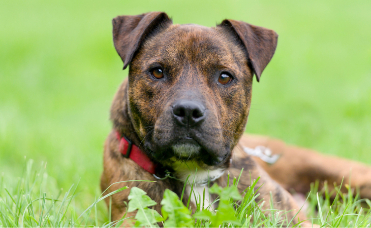Staffordshire Bull Terrier allongé dans l'herbe.