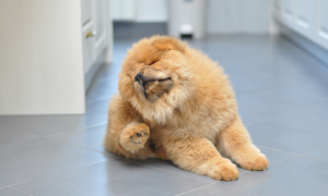 Démangeaisons chez le chien : comprendre, prévenir et soulager efficacement