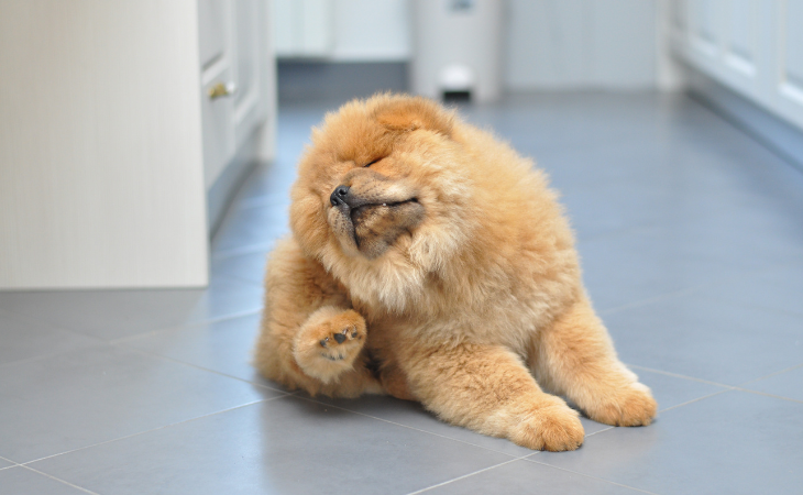 Démangeaisons chez le chien : comprendre, prévenir et soulager efficacement