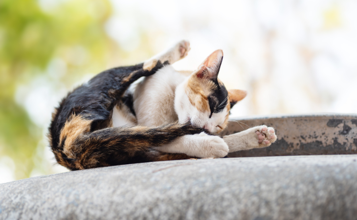 Le léchage excessif chez le chat : comprendre, identifier et agir