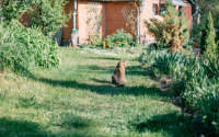 Peut-on enterrer son chat dans son jardin ? Ce que dit la loi en France