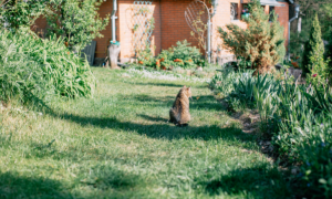 Peut-on enterrer son chat dans son jardin ? Ce que dit la loi en France