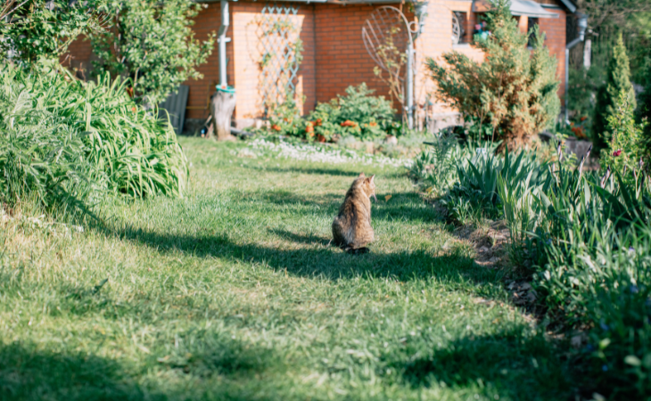Peut-on enterrer son chat dans son jardin ? Ce que dit la loi en France