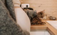 Préparer l'arrivée d'un bébé avec son chat : conseils pour une cohabitation sereine
