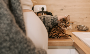 Préparer l'arrivée d'un bébé avec son chat : conseils pour une cohabitation sereine