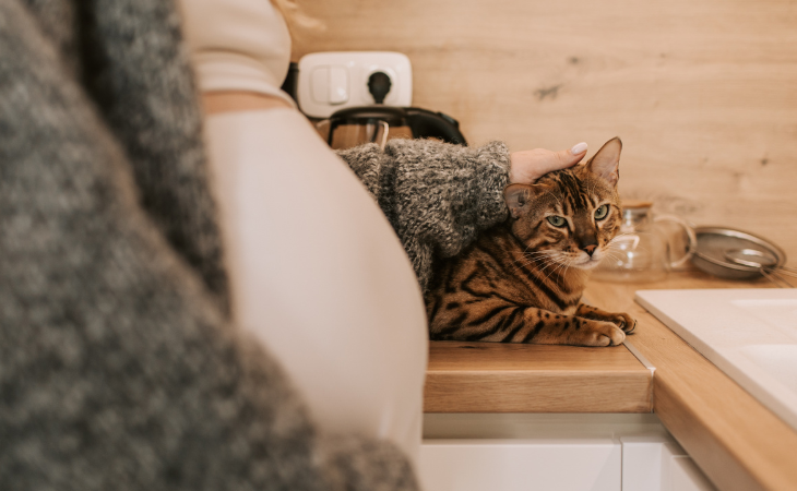 Préparer l'arrivée d'un bébé avec son chat : conseils pour une cohabitation sereine