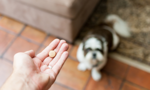 Vermifuge pour chien : quelles solutions pour protéger efficacement votre compagnon ?