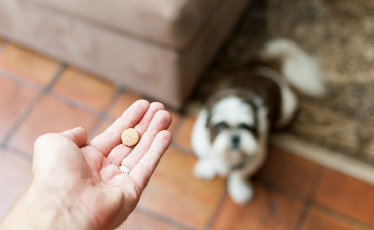 Vermifuge pour chien : quelles solutions pour protéger efficacement votre compagnon ?