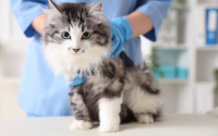 Coryza chez le chat : symptômes, traitement et prévention