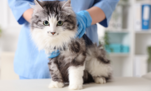 Coryza chez le chat : symptômes, traitement et prévention