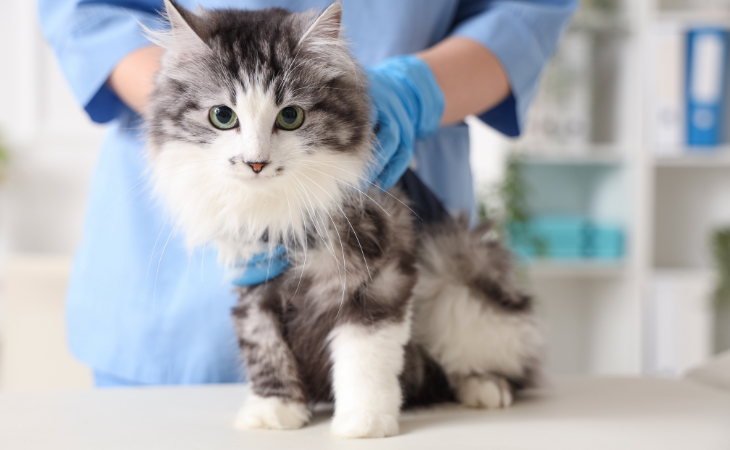 Coryza chez le chat : symptômes, traitement et prévention