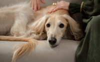 L’ehrlichiose chez le chien : symptômes, traitement et prévention