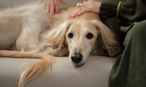 L’ehrlichiose chez le chien : symptômes, traitement et prévention