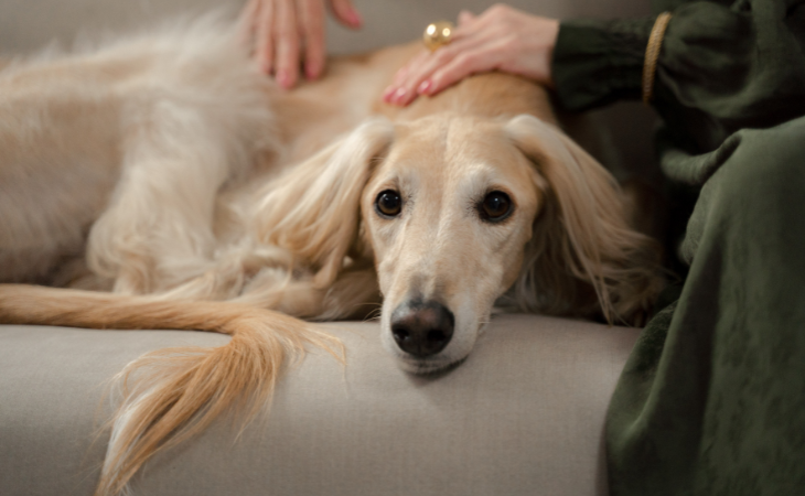 L’ehrlichiose chez le chien : symptômes, traitement et prévention