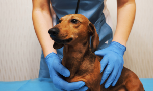 La piroplasmose chez le chien : comprendre cette maladie transmise par les tiques