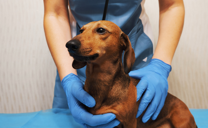 La piroplasmose chez le chien : comprendre cette maladie transmise par les tiques