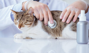 Comprendre le diabète chez le chat