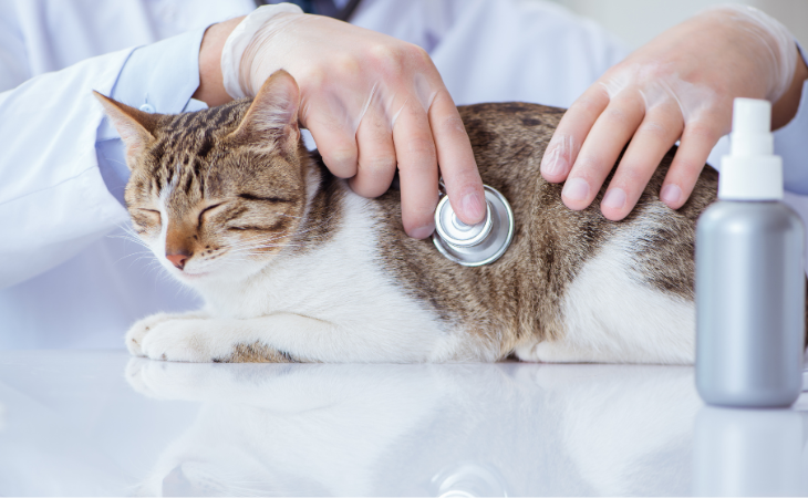 Comprendre le diabète chez le chat