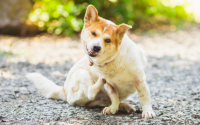 Dermatite séborrhéique chez le chien : causes, symptômes et traitements