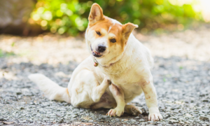 Dermatite séborrhéique chez le chien : causes, symptômes et traitements
