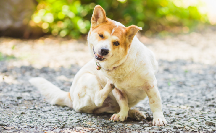 Dermatite séborrhéique chez le chien : causes, symptômes et traitements