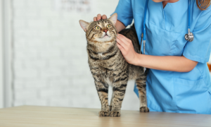 Insuffisance rénale chronique chez le chat : comprendre cette maladie fréquente