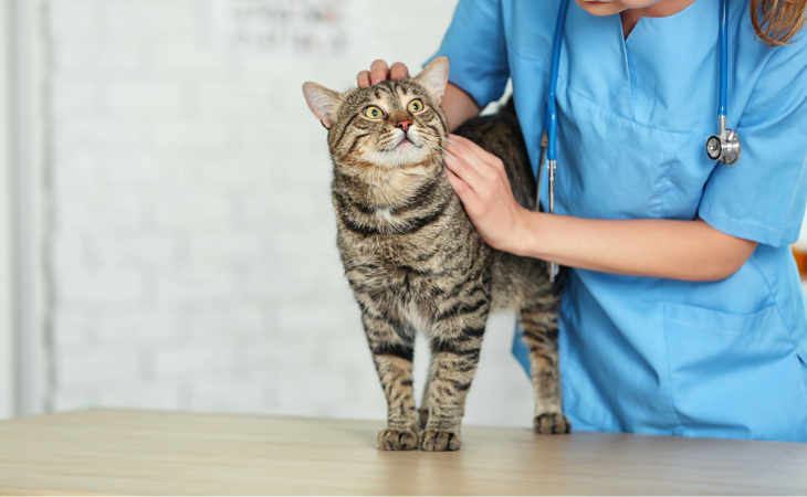 Insuffisance rénale chronique chez le chat : comprendre cette maladie fréquente
