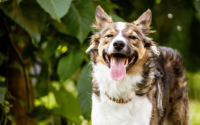 Maladies parasitaires chez le chien : comment les reconnaître et protéger son compagnon ?