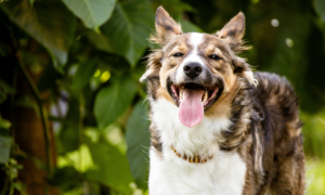 Maladies parasitaires chez le chien : comment les reconnaître et protéger son compagnon ?
