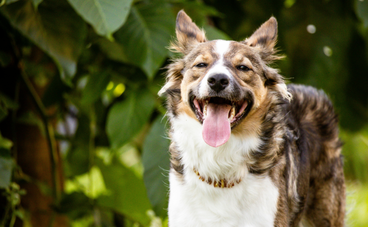 Maladies parasitaires chez le chien : comment les reconnaître et protéger son compagnon ?