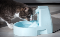 Déshydratation chez le chat : comment reconnaître les signes et agir rapidement ?