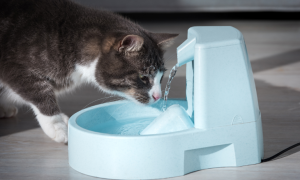 Déshydratation chez le chat : comment reconnaître les signes et agir rapidement ?