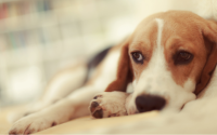 Syndrome de Cushing chez le chien : symptômes, causes, traitements et espérance de vie