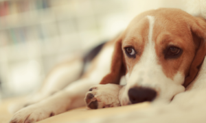 Syndrome de Cushing chez le chien : symptômes, causes, traitements et espérance de vie