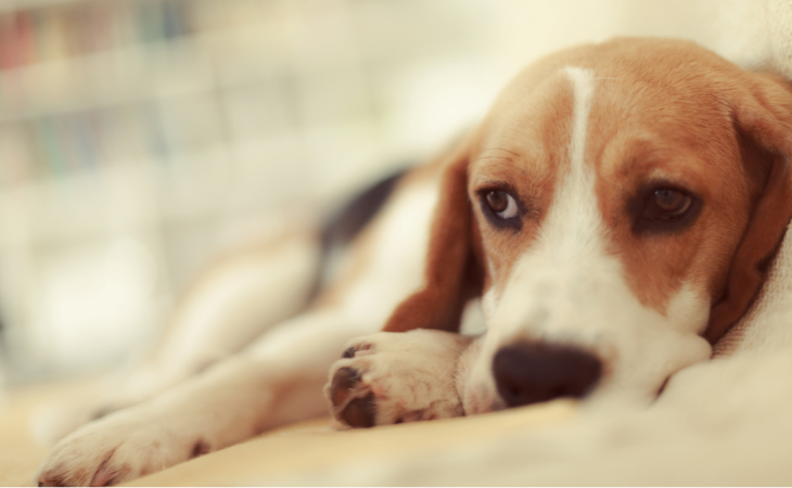 Syndrome de Cushing chez le chien : symptômes, causes, traitements et espérance de vie